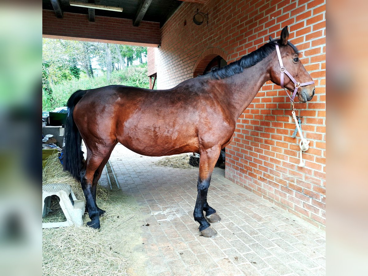 Holstein Mare 18 years Bay in Krapinske Toplice