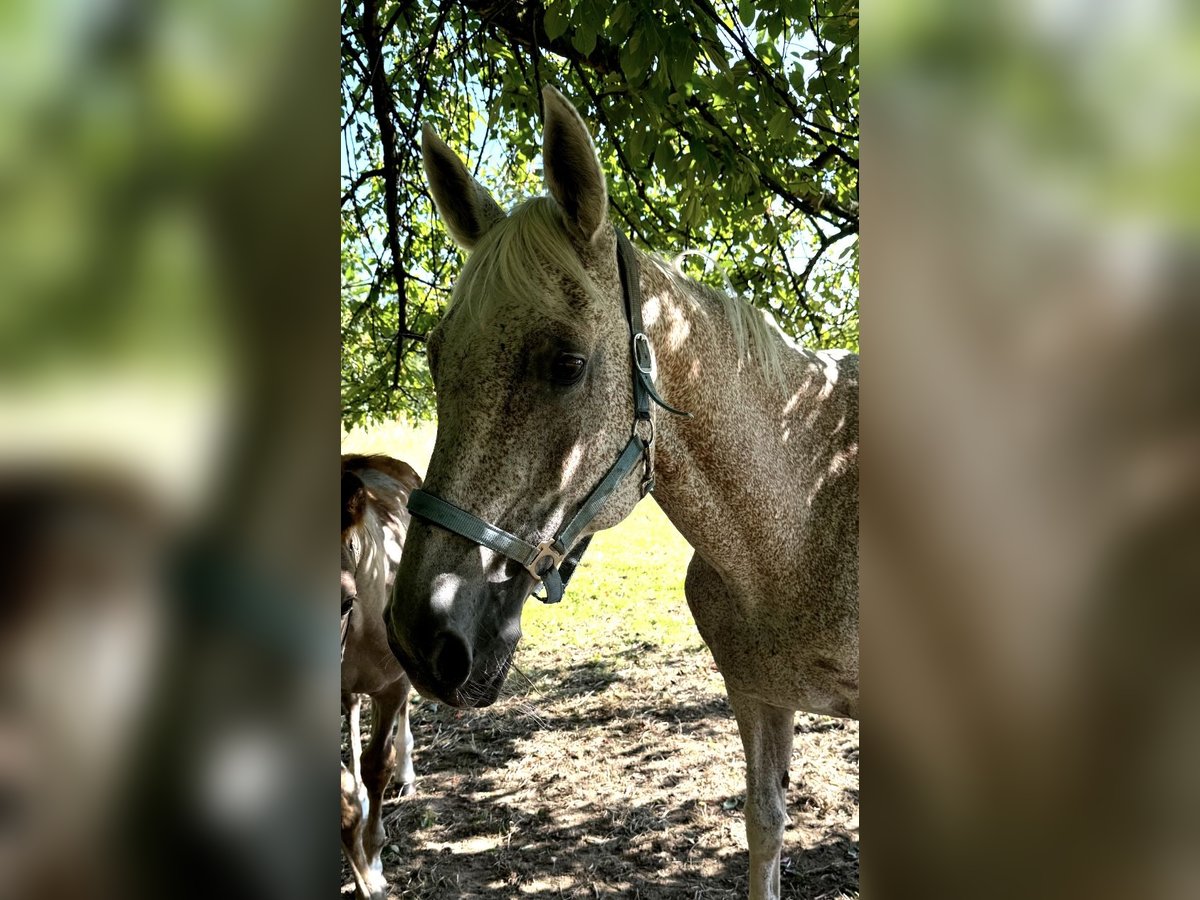 Holstein Mare 19 years 16,2 hh Gray-Fleabitten in Rommerskirchen