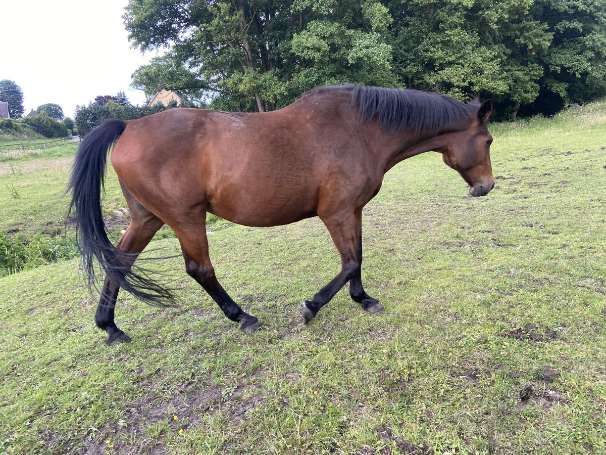 Holstein Mare 19 years in Pinnow