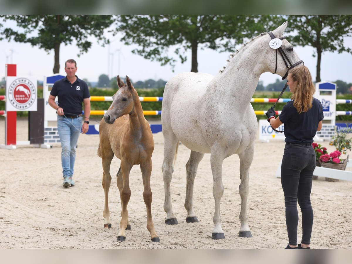 Holstein Mare 19 years Grey in Lemwerder