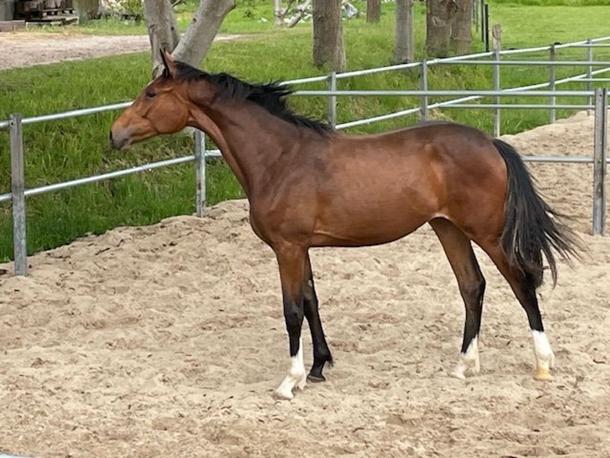 Holstein Mare 1 year 16,2 hh Brown in Schiphorst