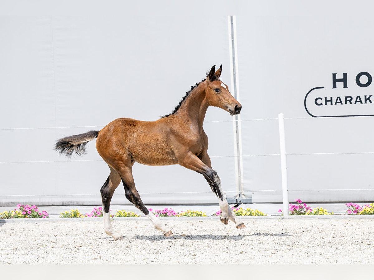 Holstein Mare 1 year Bay in Warszawa