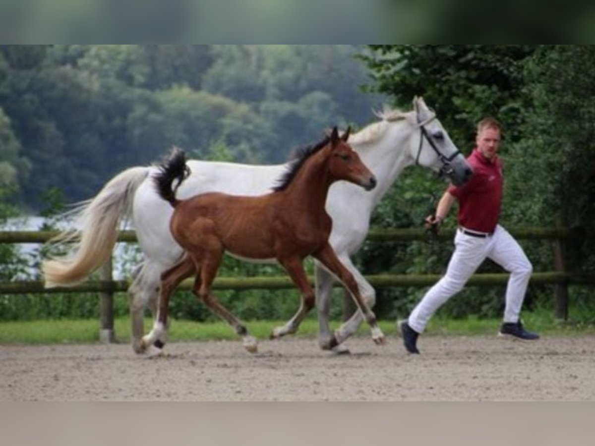 Holstein Mare 1 year Brown-Light in Langwedel