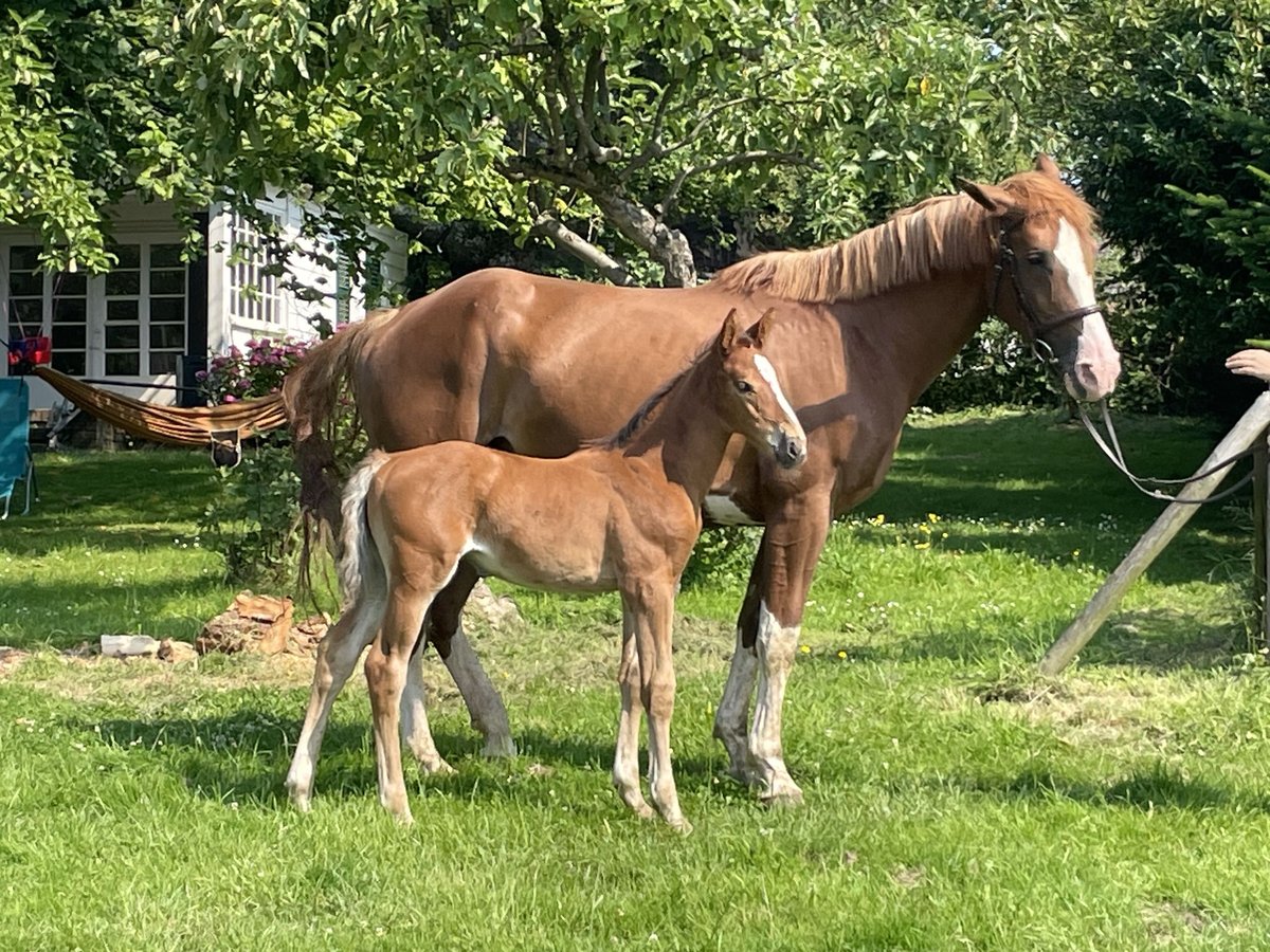 Holstein Mare 1 year Brown in Bergisch Gladbach