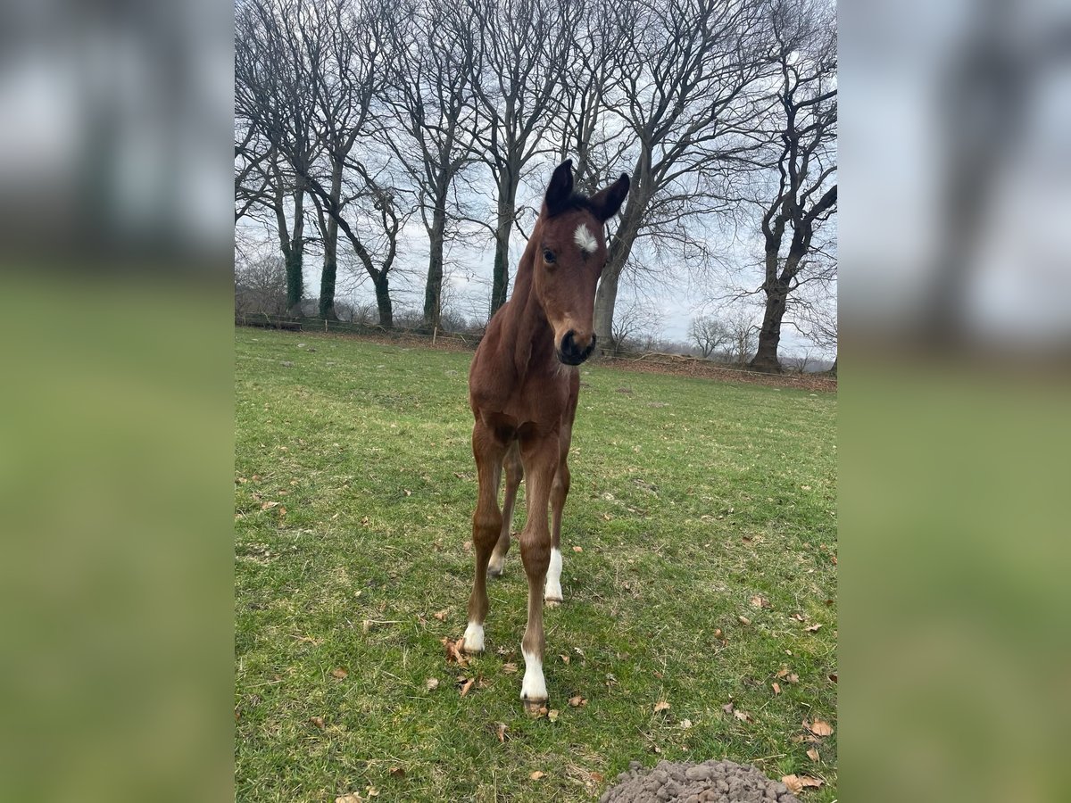 Holstein Mare 1 year Brown in Krummenort