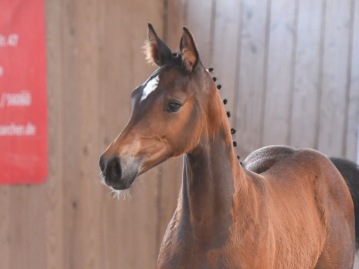 Holstein Mare 1 year Brown in Münsterhausen