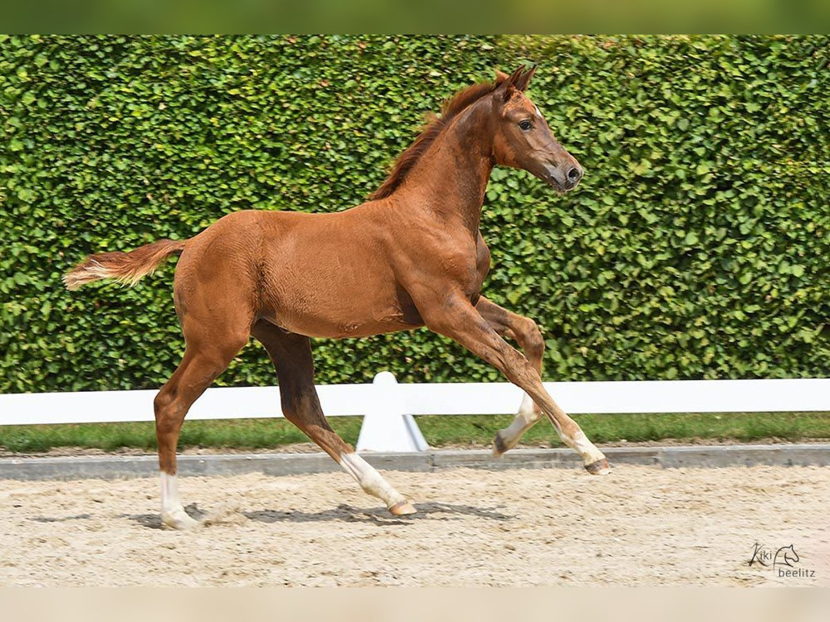 Holstein Mare 1 year Chestnut-Red in Calau