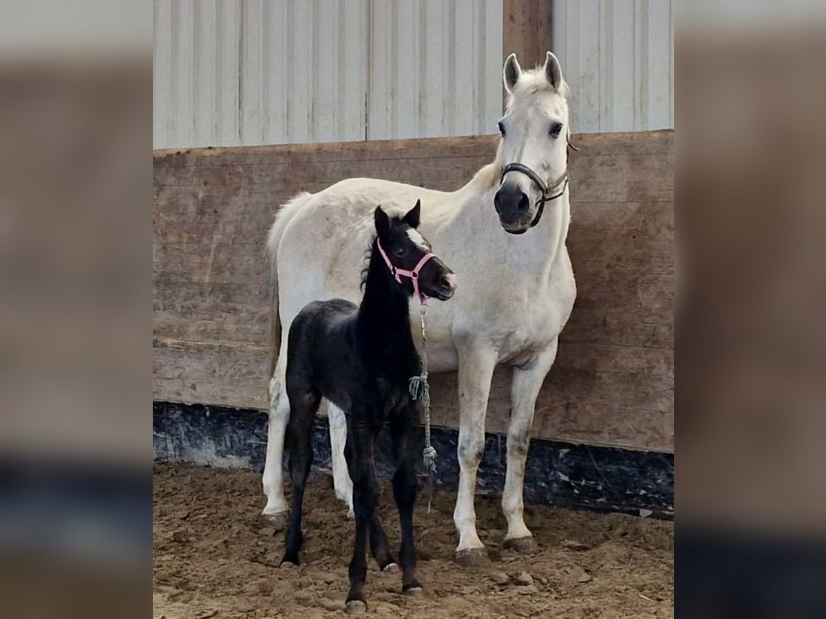 Holstein Mare 20 years 16,1 hh Gray-Blue-Tan in Neufeld