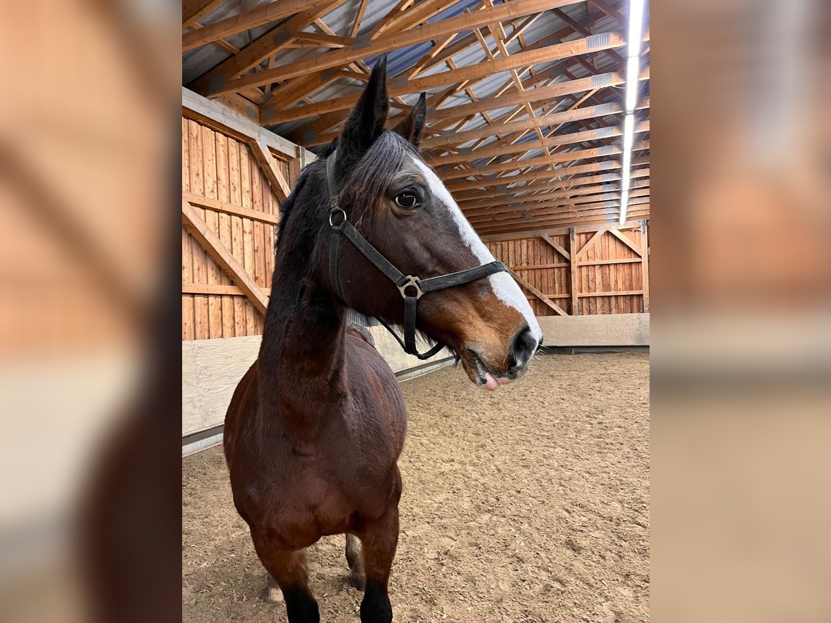 Holstein Mare 21 years 16,2 hh Brown in Ravensberg