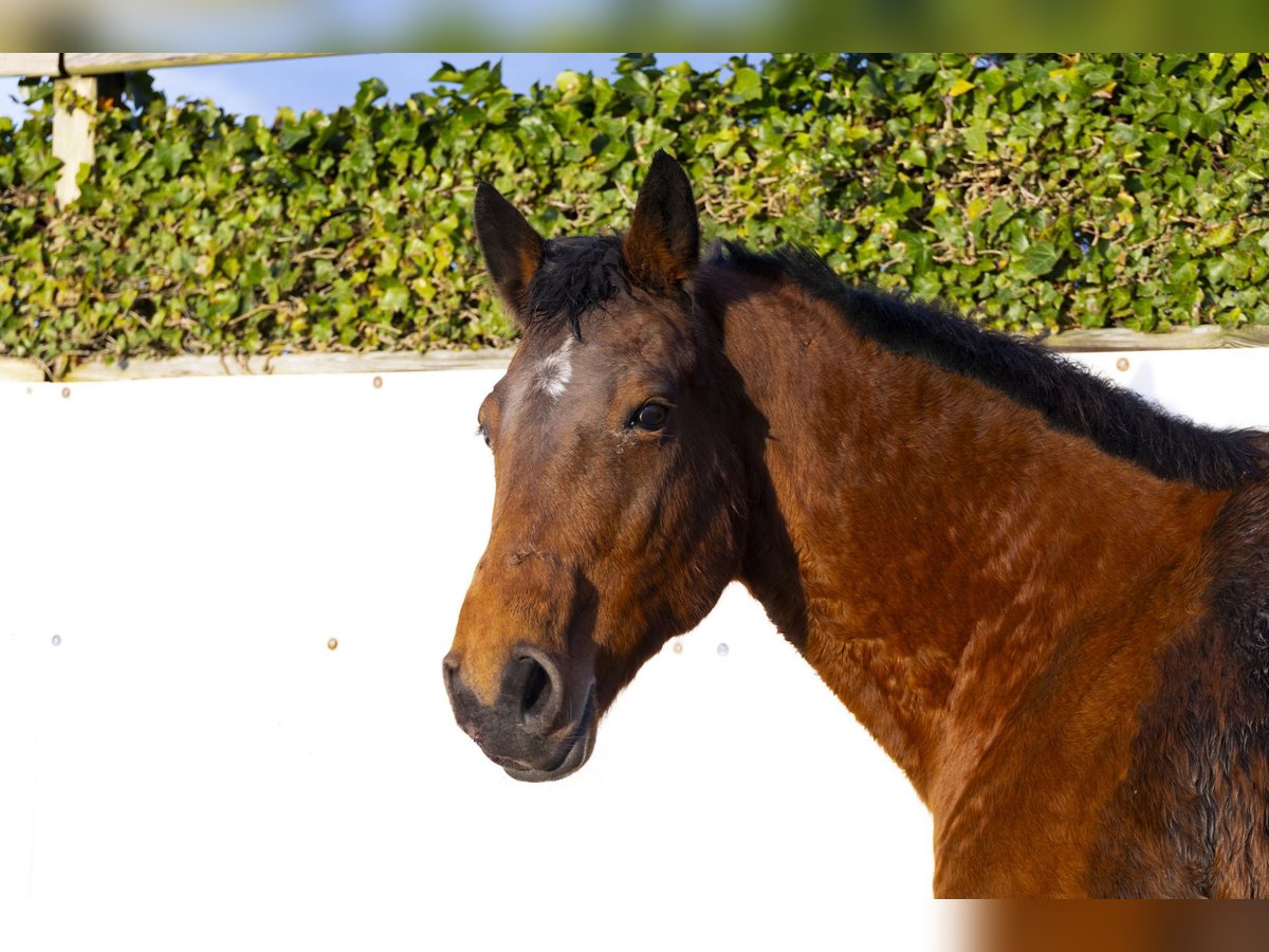 Holstein Mare 22 years 16 hh Brown in Waddinxveen