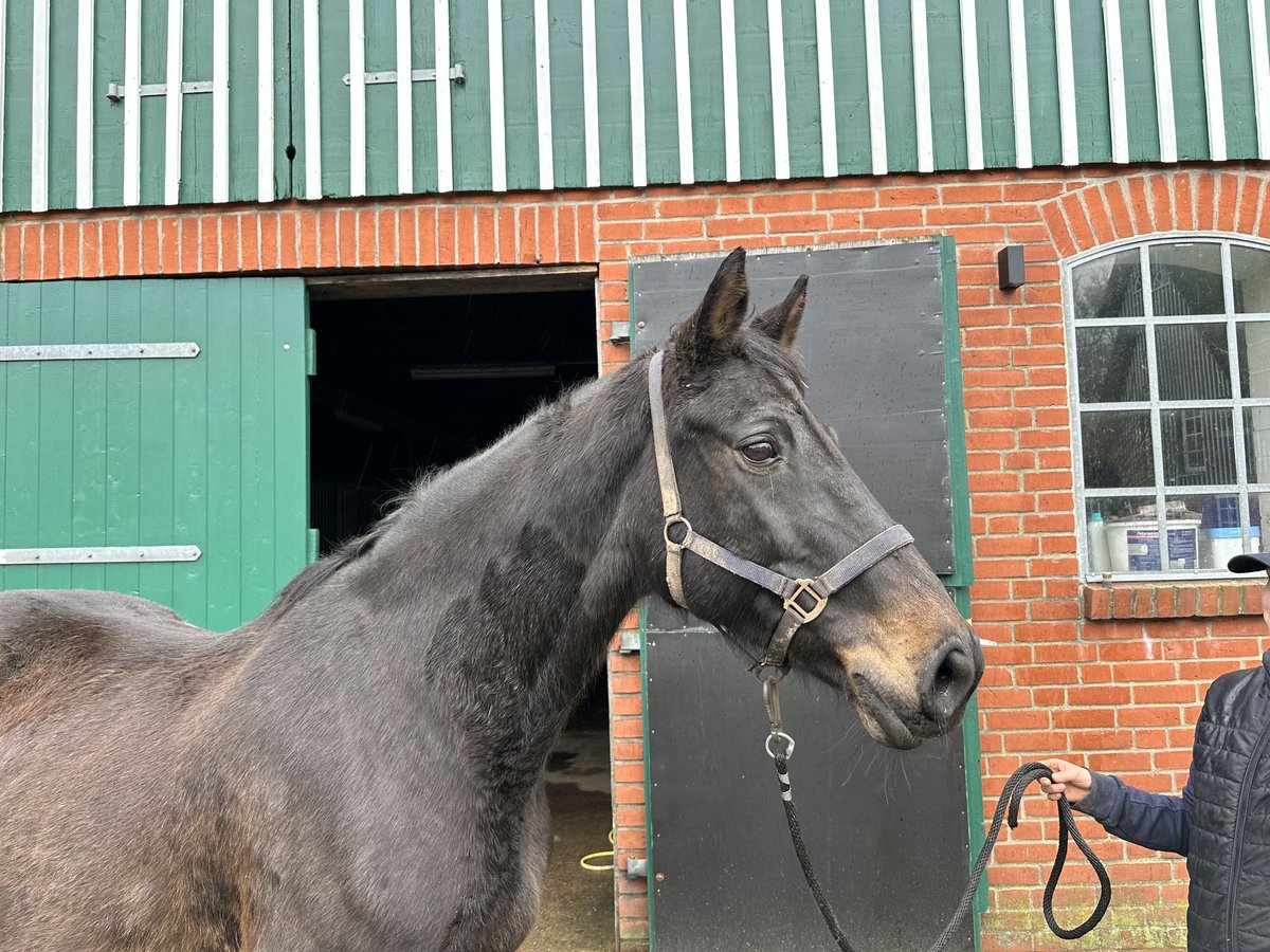 Holstein Mare 23 years 16,2 hh Bay-Dark in Lübeck