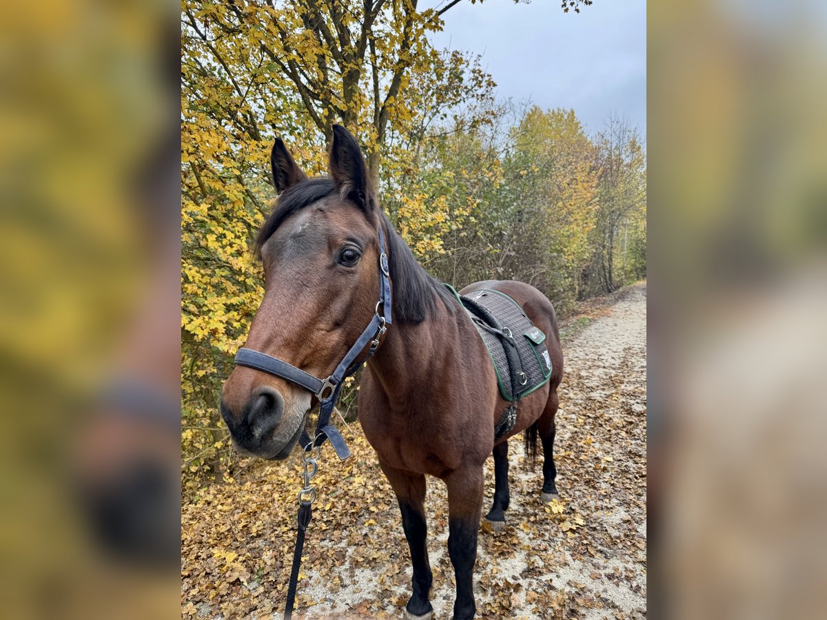 Holstein Mare 25 years 15,2 hh Brown in Untersiemau