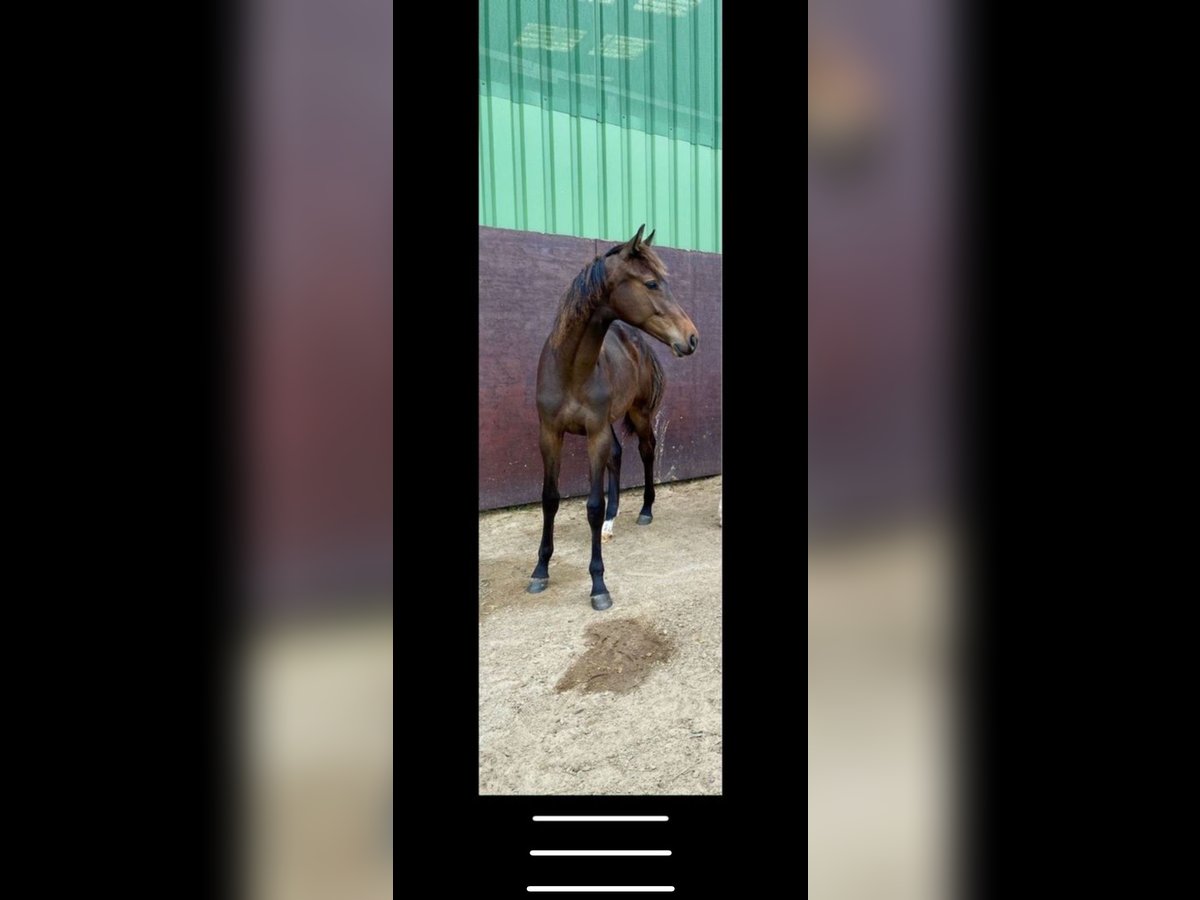 Holstein Mare 2 years 15,2 hh Brown in Hohenlockstedt