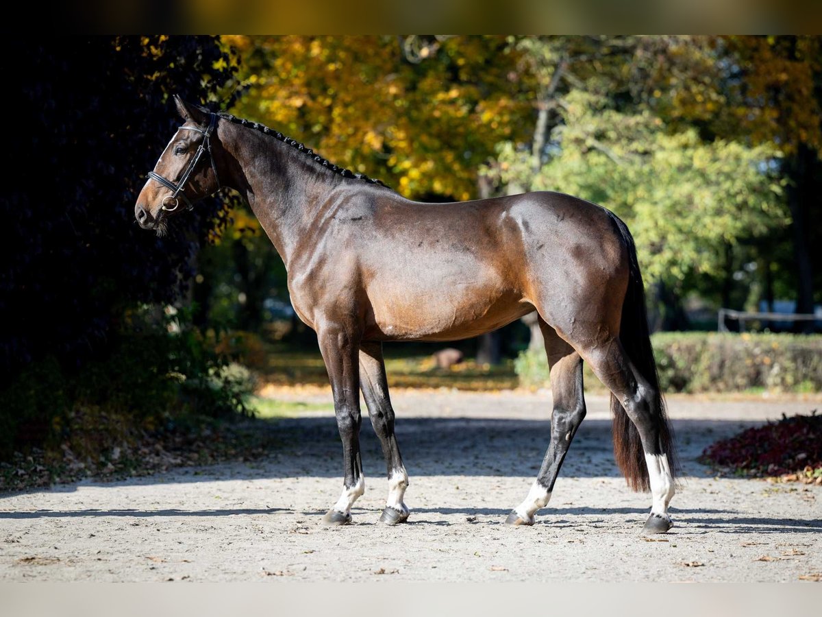 Holstein Mare 2 years 16 hh Brown in Poznań