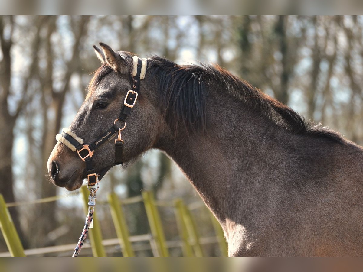 Holstein Mare 2 years 16,2 hh Gray in Klein Nordende