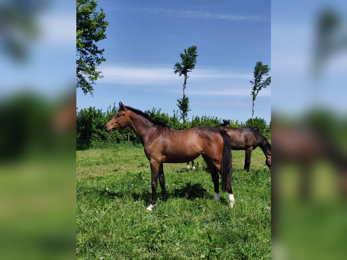 Holstein Mare 2 years Brown in NottfeldBoren