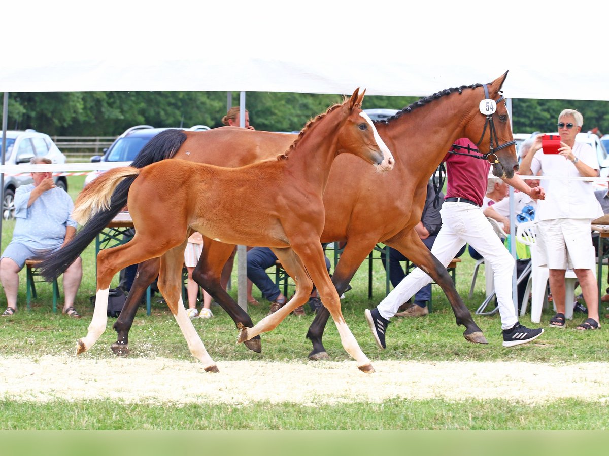 Holstein Mare 2 years Chestnut-Red in Goldenbek