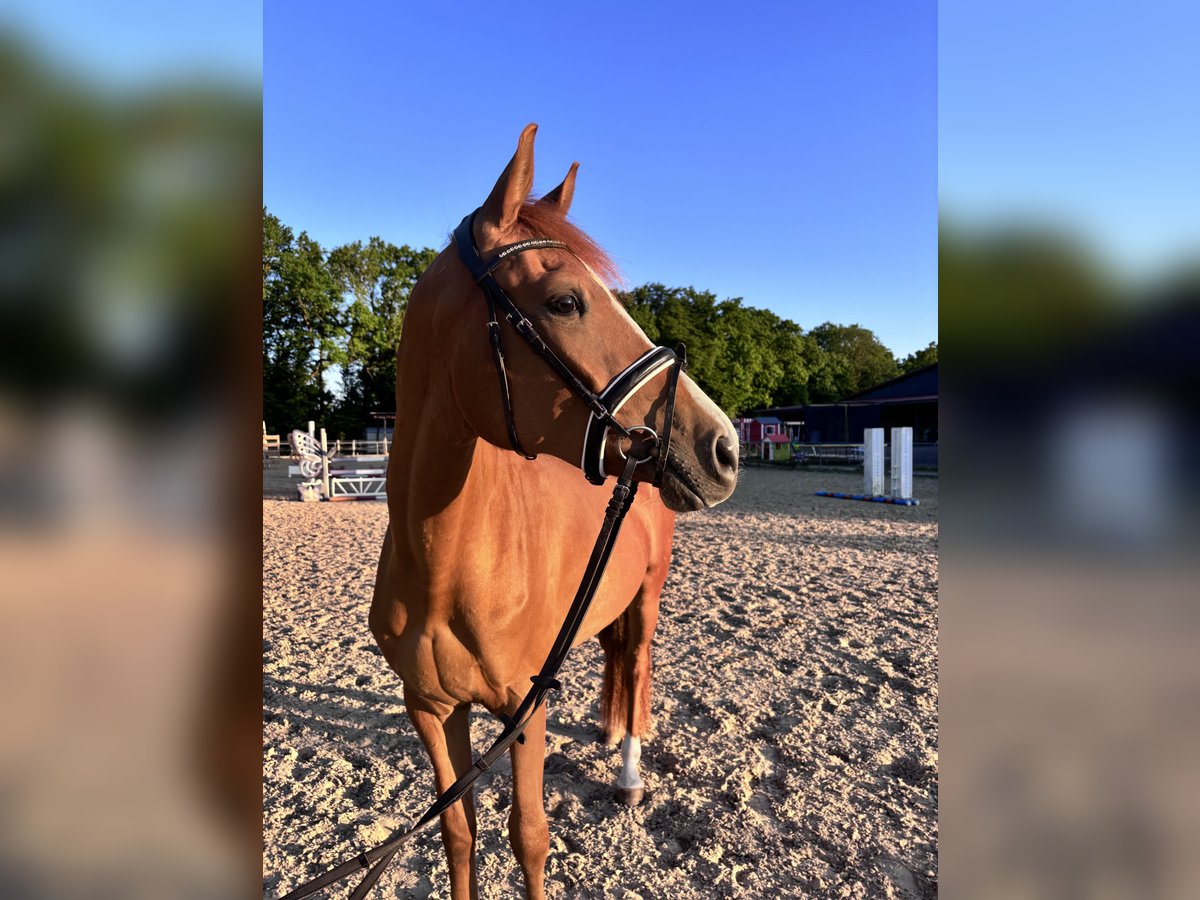 Holstein Mix Mare 3 years 15,1 hh Chestnut-Red in Dietenheim
