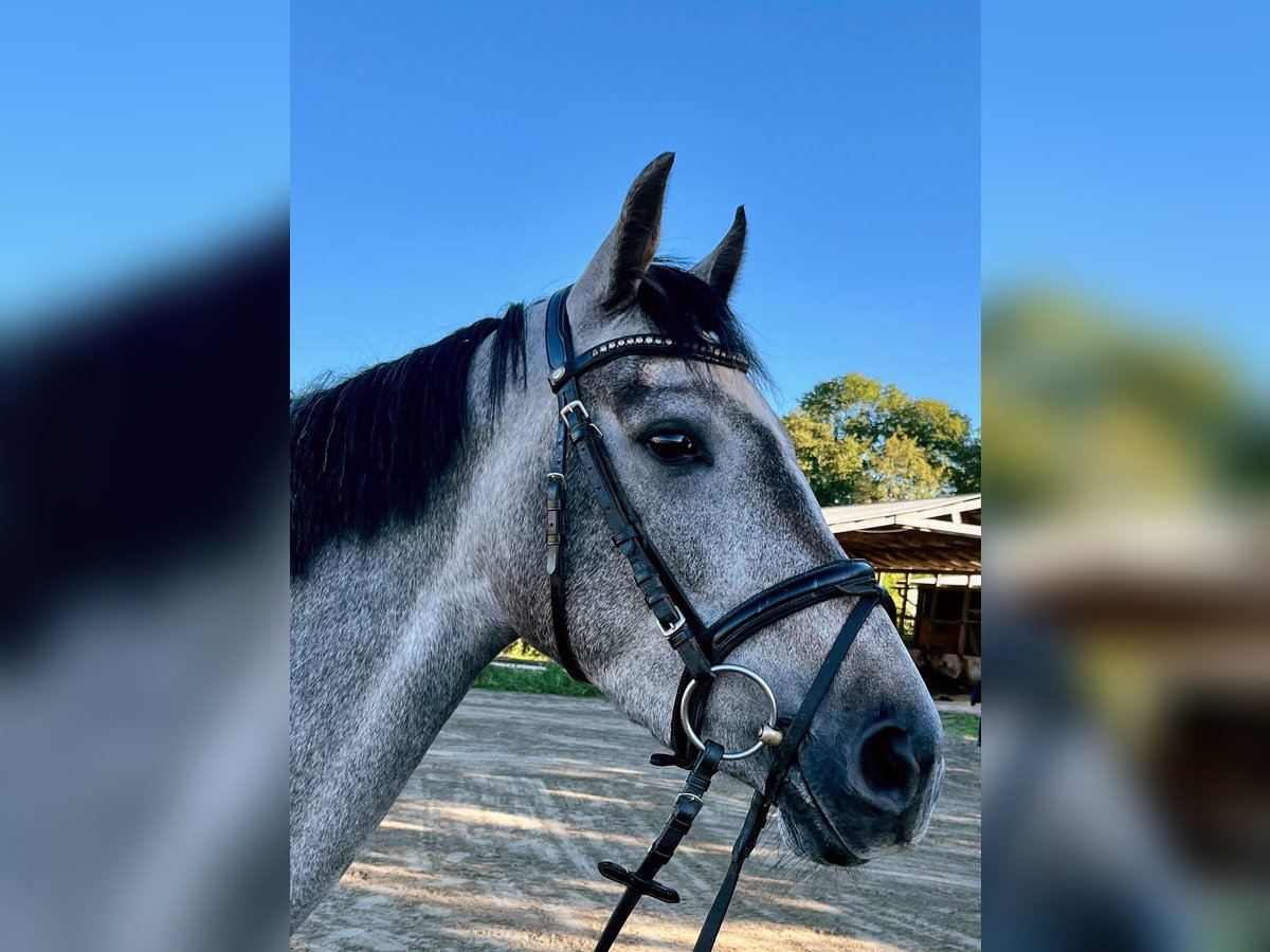 Holstein Mare 3 years 15,2 hh Grey in Seester