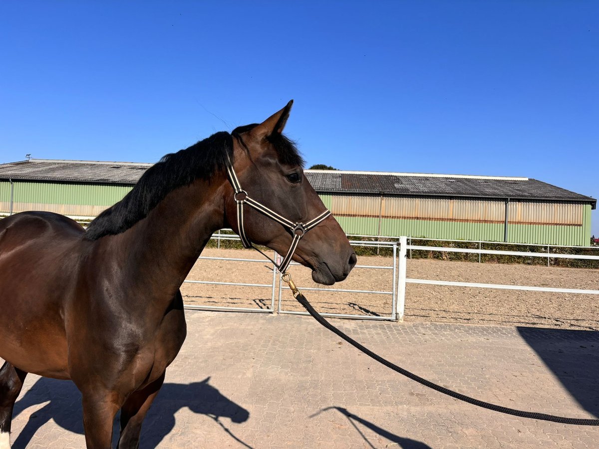 Holstein Mare 3 years 16 hh Bay-Dark in Haselau