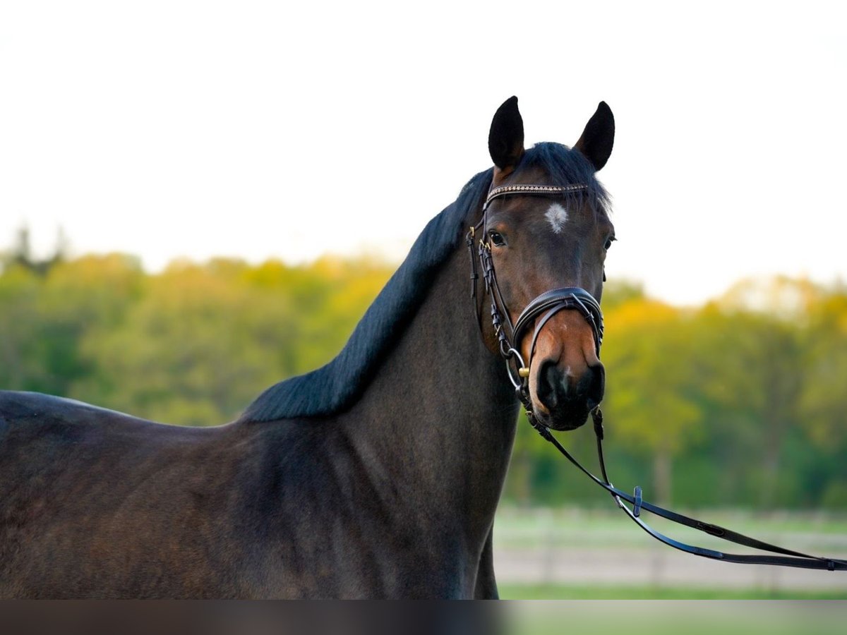 Holstein Mare 3 years 16 hh Brown in Oesterwurth