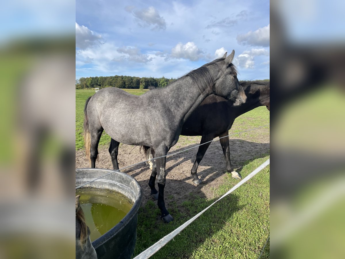 Holstein Mare 3 years 16 hh Gray-Dapple in Sterup