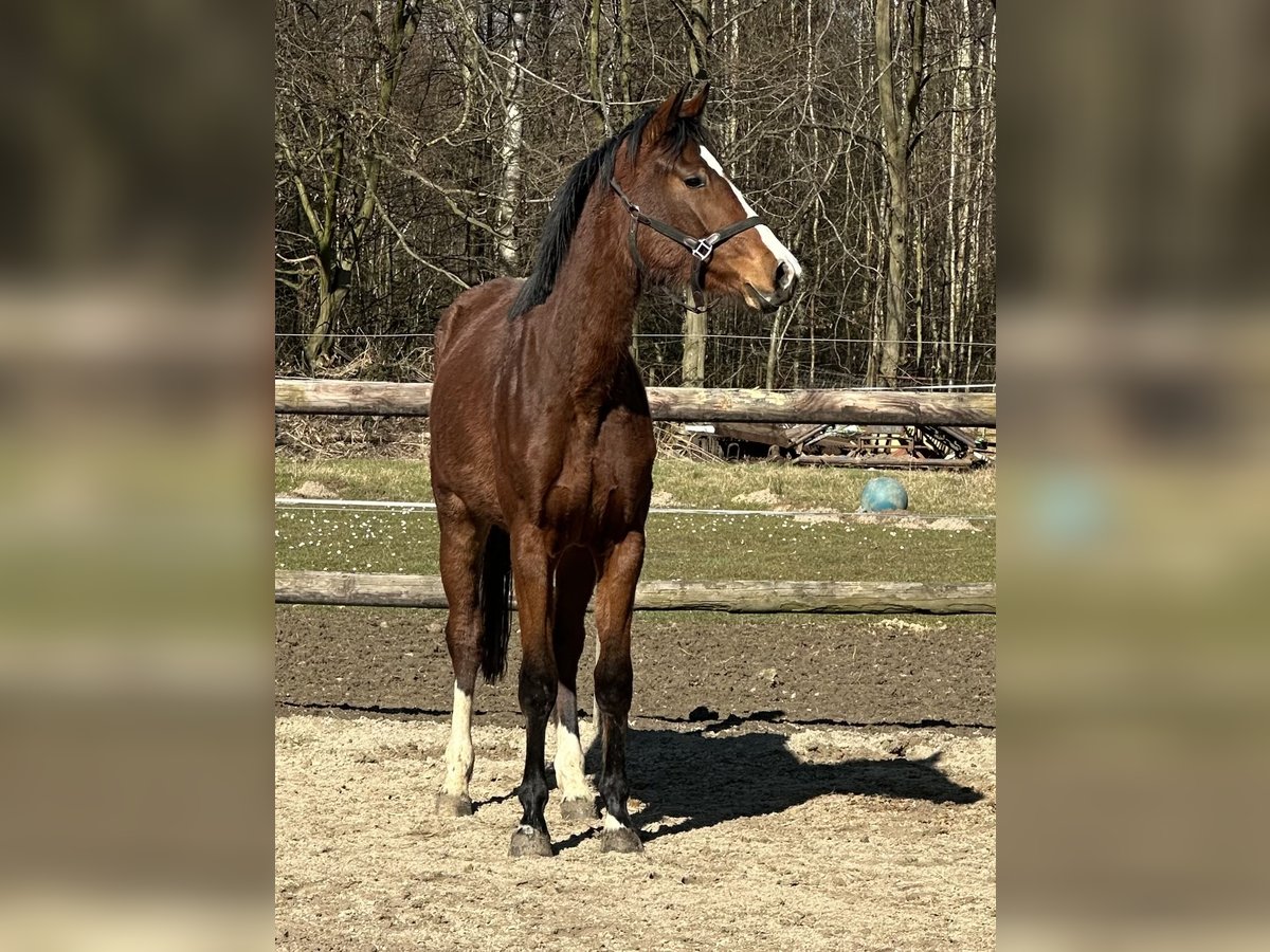 Holstein Mare 3 years 16,1 hh Brown in Alfter