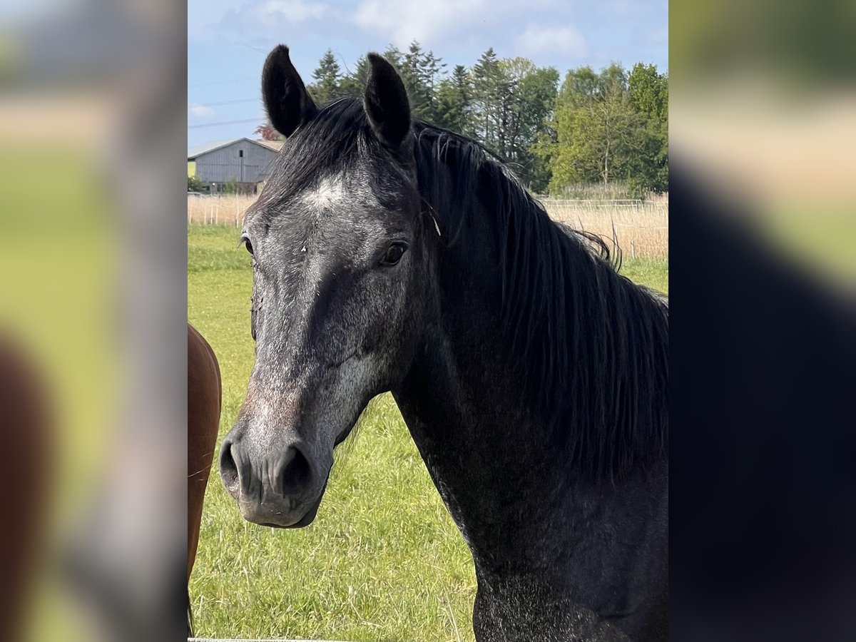 Holstein Mare 3 years 16,1 hh Gray in Averlak
