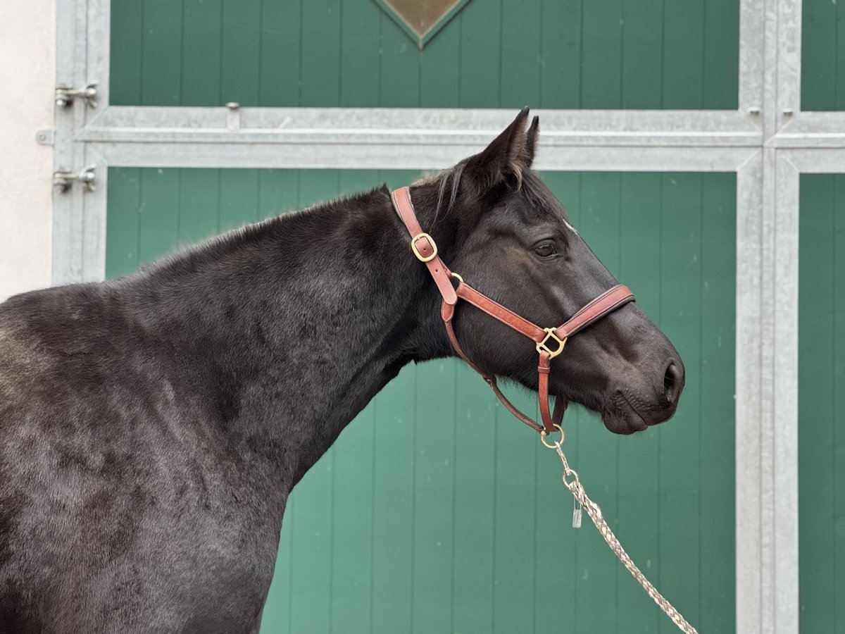 Holstein Mare 3 years 16,2 hh Black in Ilfeld