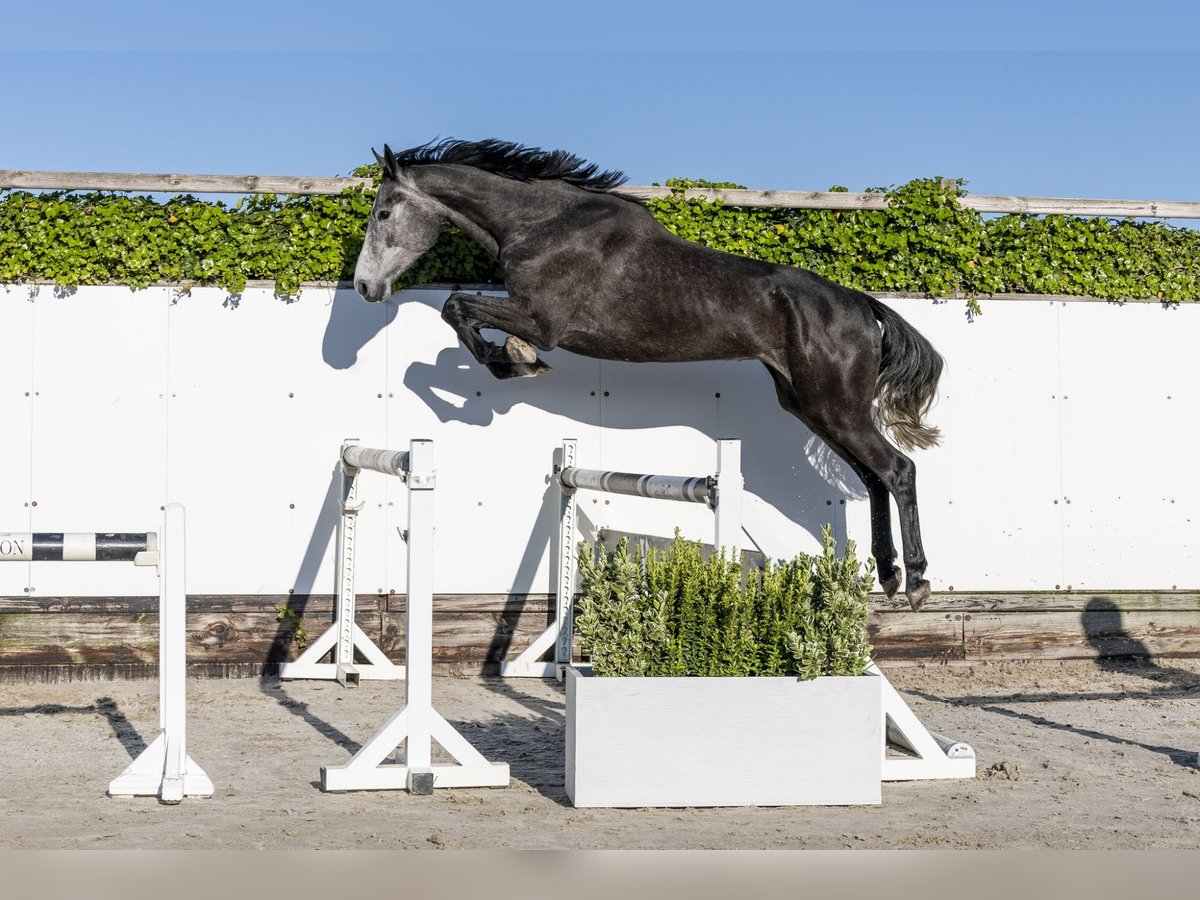 Holstein Mare 3 years 16,2 hh in Waddinxveen