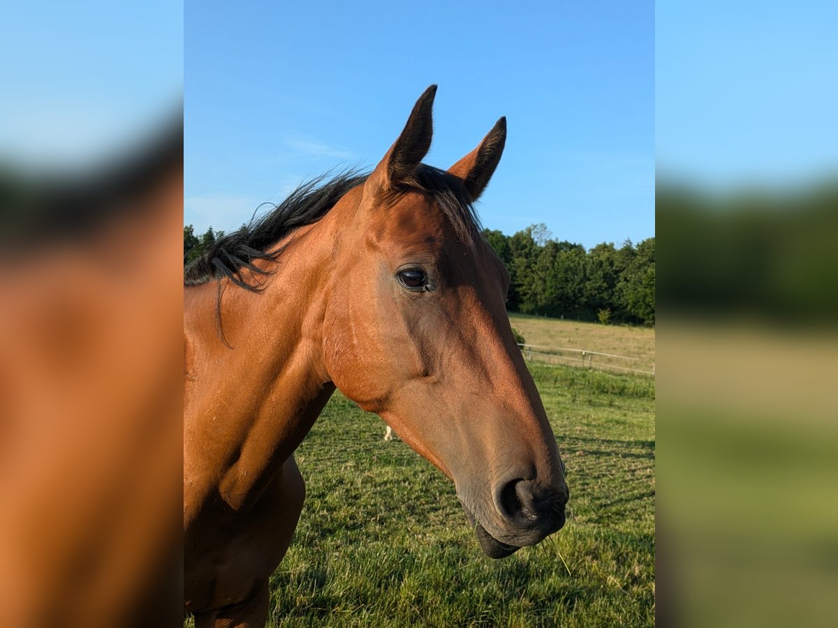 Holstein Mare 3 years Brown in Pogeez