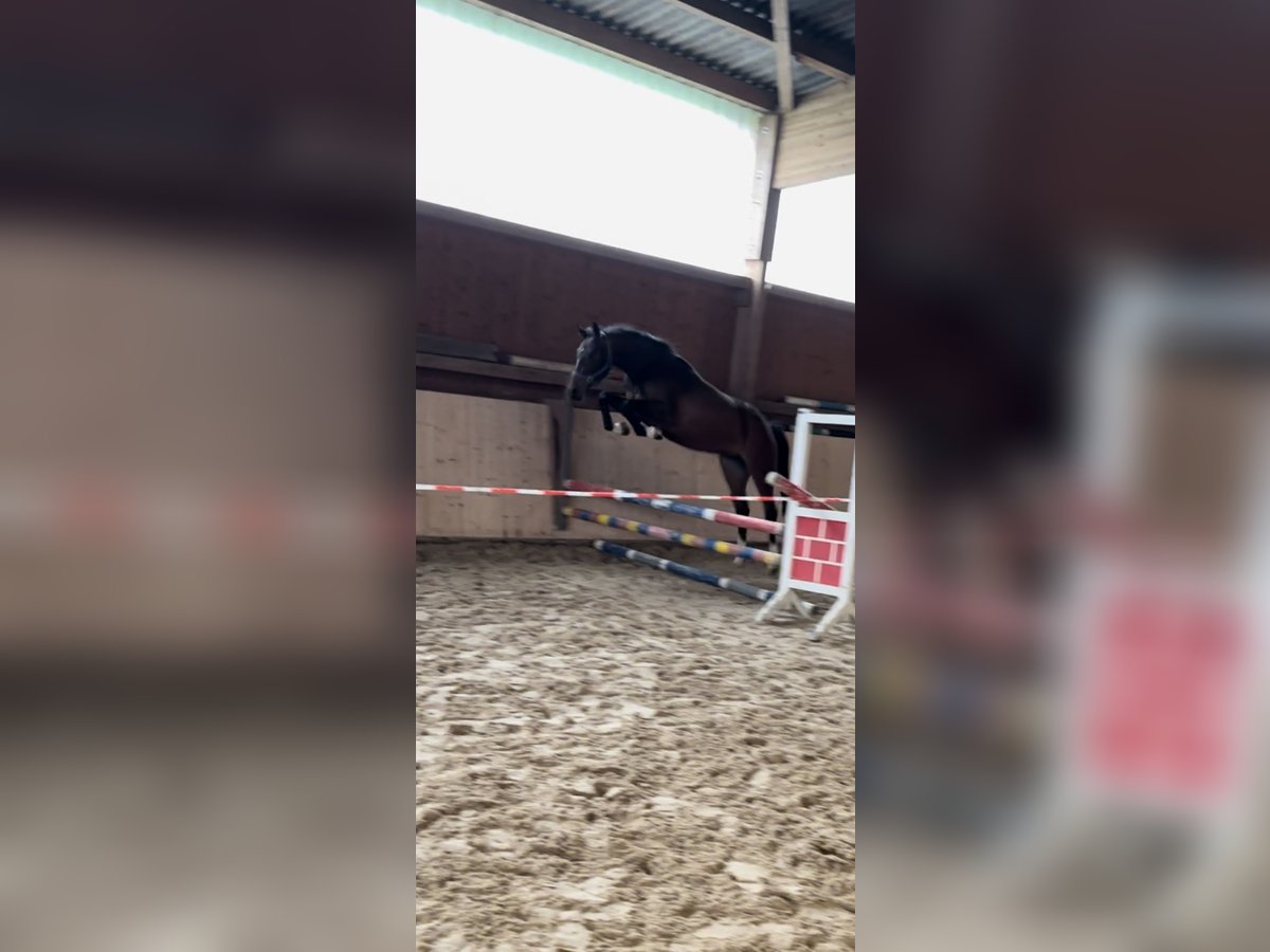 Holstein Mare 4 years 15,2 hh Bay-Dark in Hannoversch MündenHann. Münden