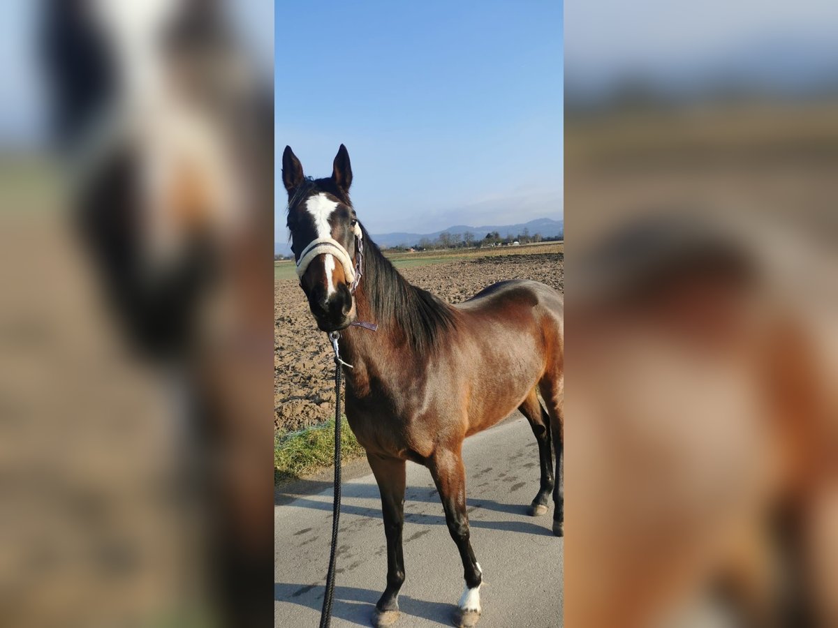 Holstein Mare 4 years 15,1 hh Brown in Tating
