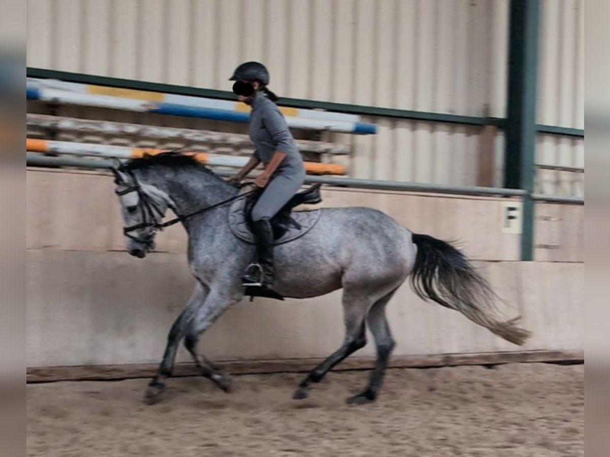 Holstein Mare 4 years 15,1 hh Grey in Hauzenberg
