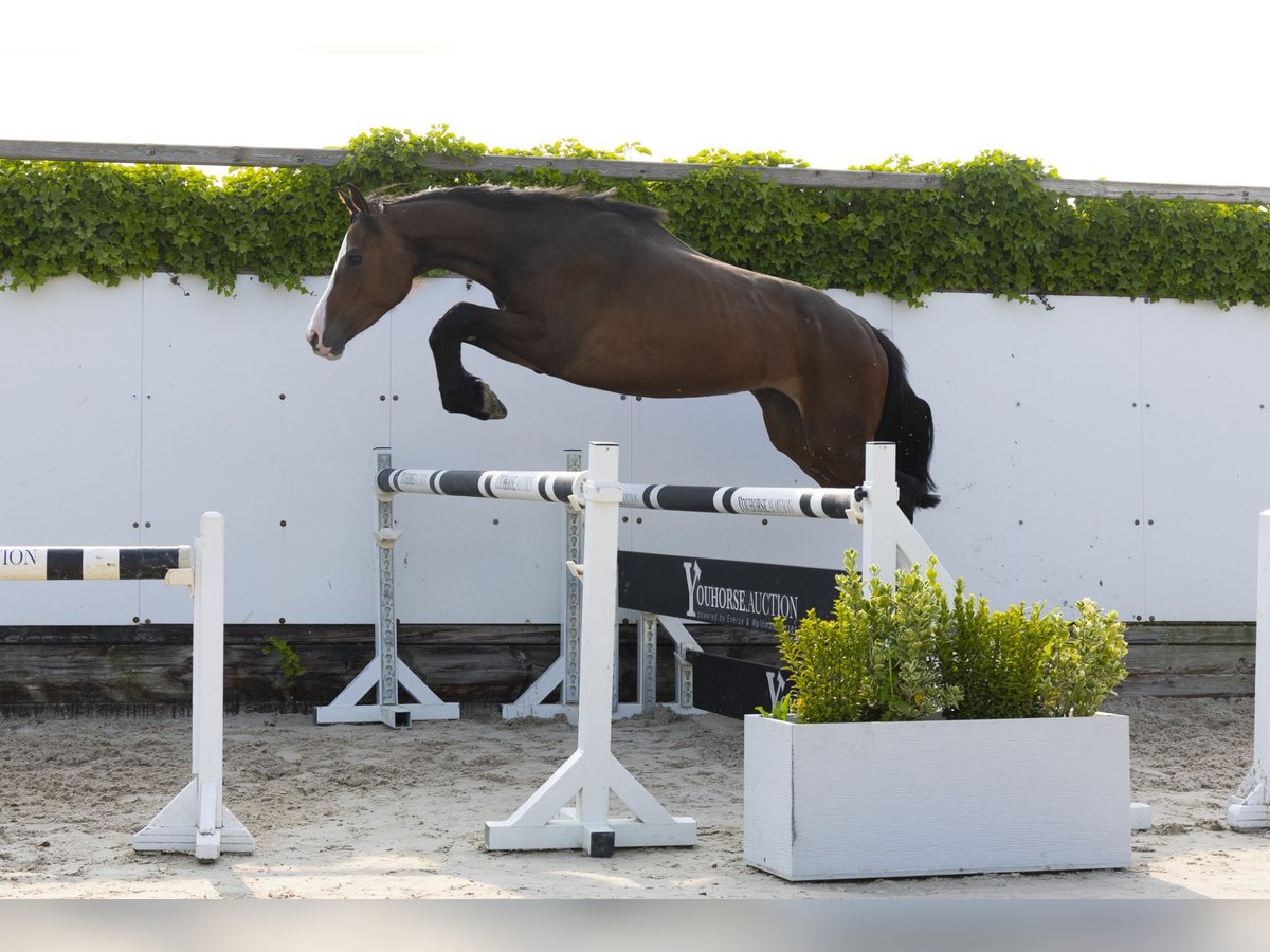 Holstein Mare 4 years 15,3 hh Bay-Dark in Waddinxveen