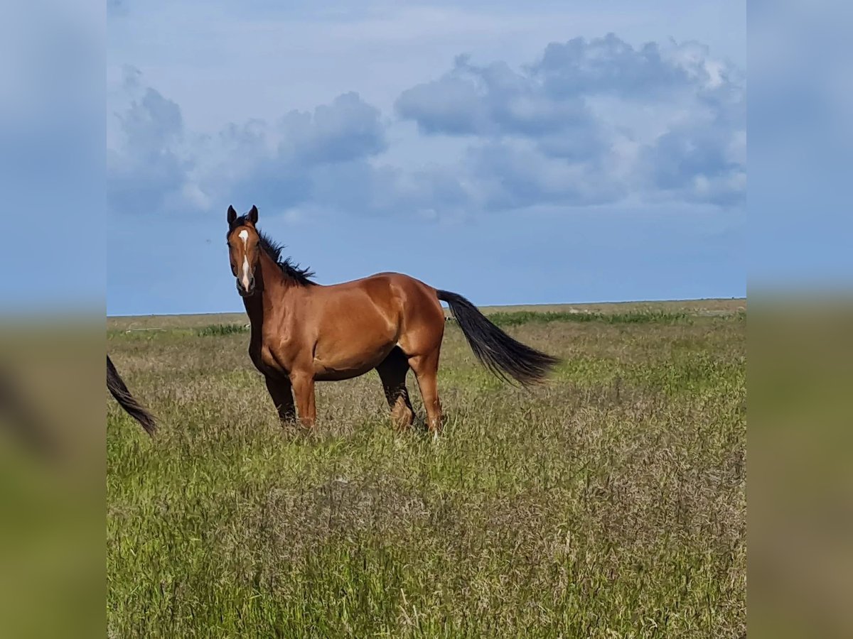 Holstein Mare 4 years 16,1 hh Brown in Süderlügum