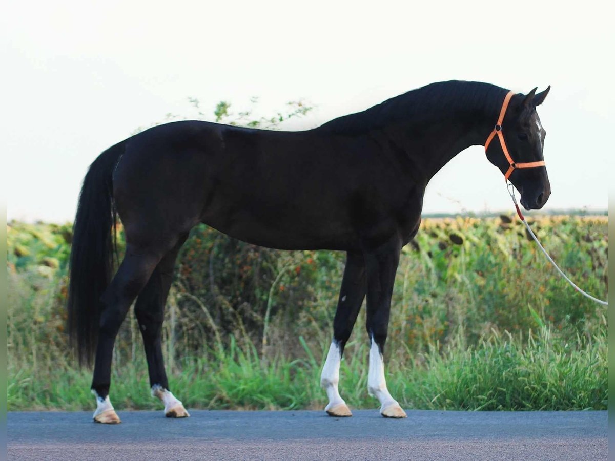 Holstein Mare 4 years 16,1 hh in Budapest