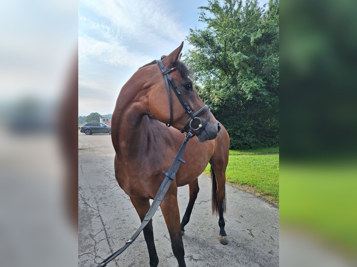 Holstein Mare 4 years 16,2 hh Brown in Fahrdorf