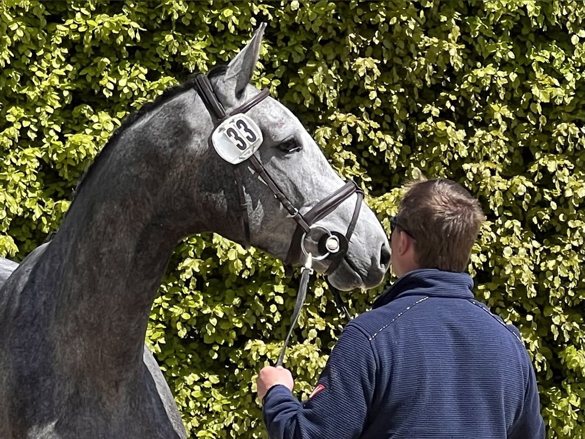 Holstein Mare 4 years 16,2 hh Gray in Averlak