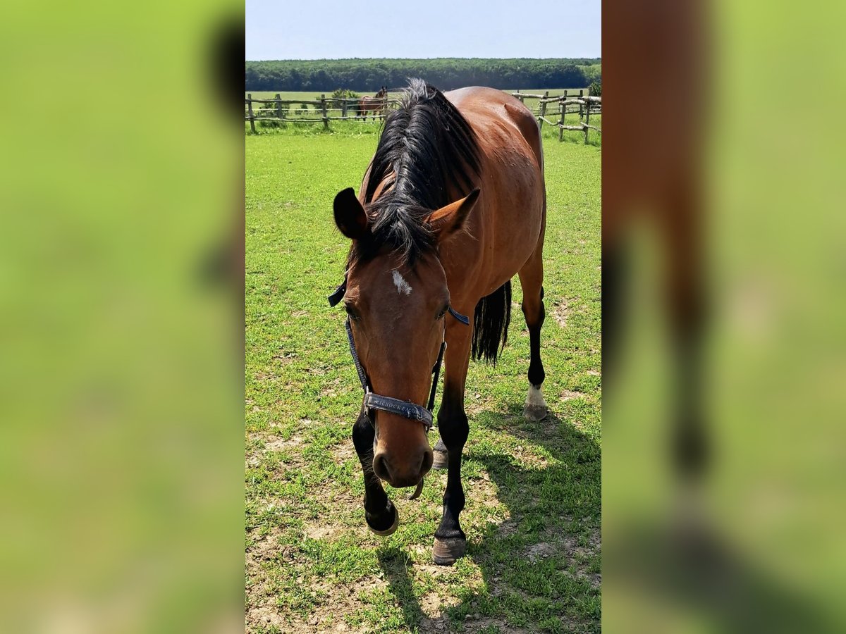 Holstein Mare 4 years 16 hh Brown in Scheibbs