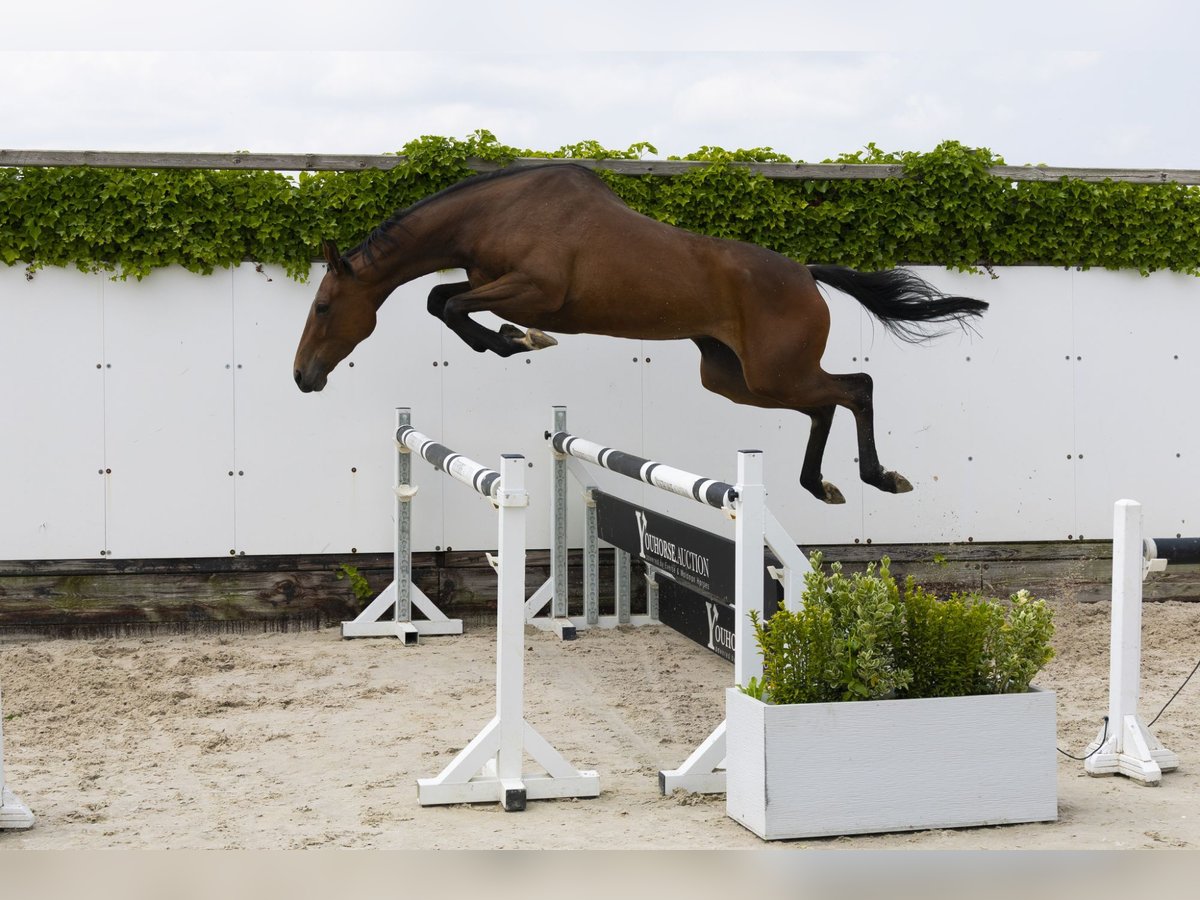 Holstein Mare 4 years 16 hh Brown in Waddinxveen