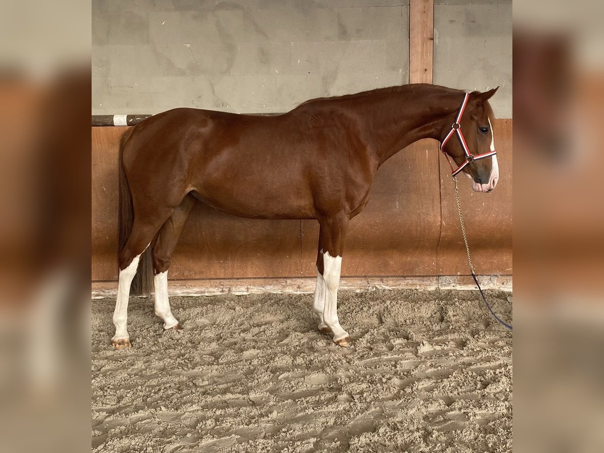 Holstein Mare 4 years 16 hh Chestnut-Red in Papenhagen