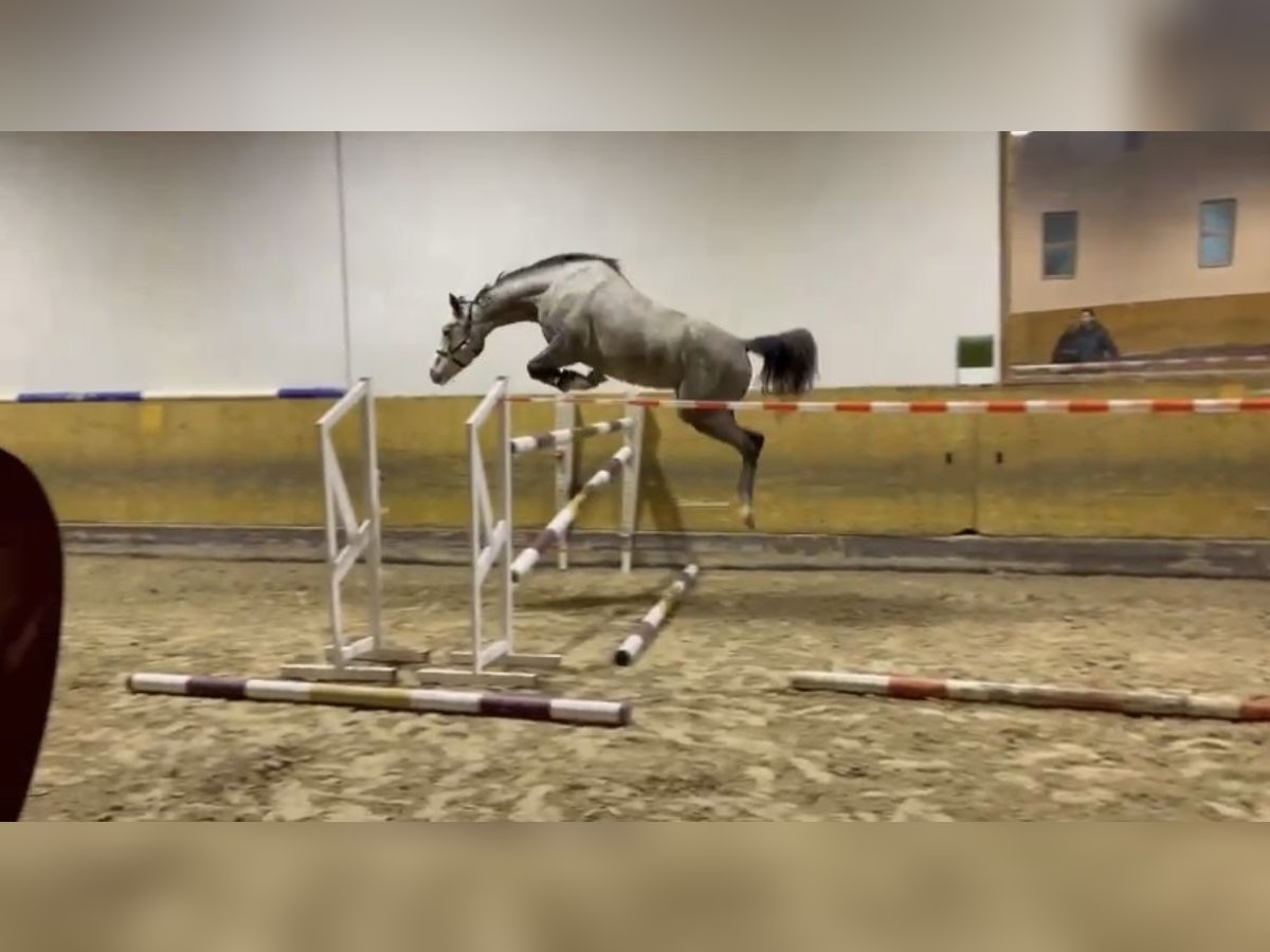 Holstein Mare 4 years 16 hh Gray-Dapple in Kraichtal