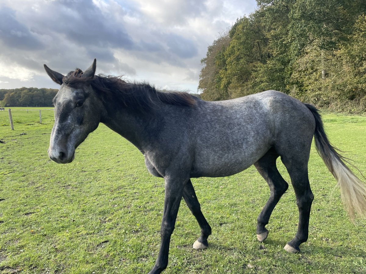 Holstein Mare 4 years 16 hh Gray in SterupSterup