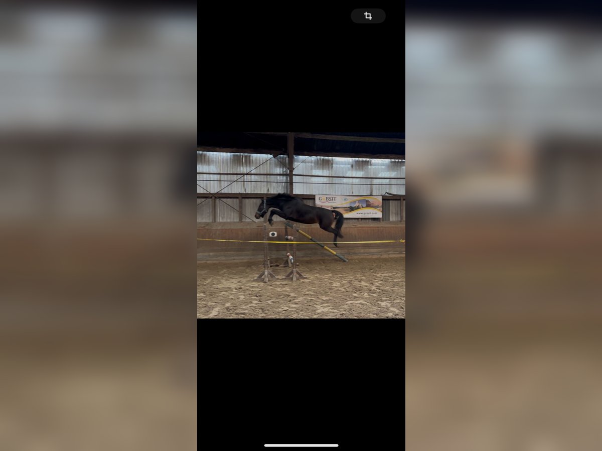 Holstein Mare 4 years 16 hh Smoky-Black in Rendsburg