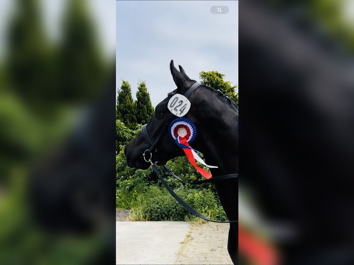 Holstein Mare 4 years 16,1 hh Black in Langenau