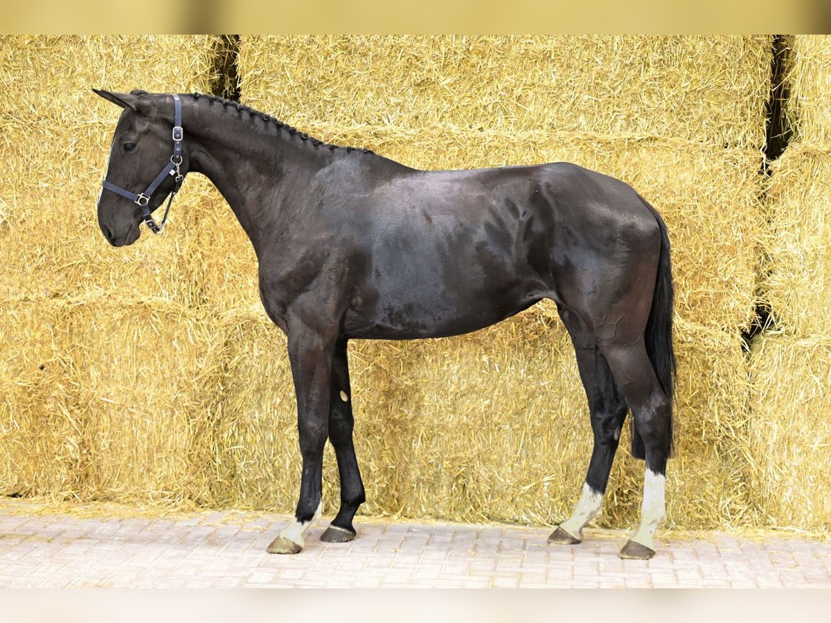 Holstein Mare 4 years 16,1 hh Black in Bladel
