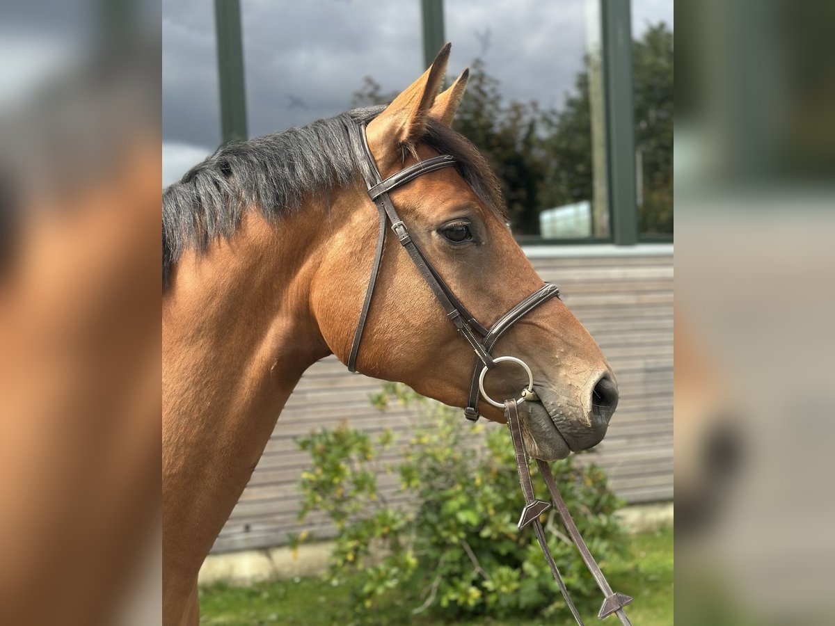 Holstein Mare 4 years 16,1 hh Brown in Sch&#xF6;nhorst