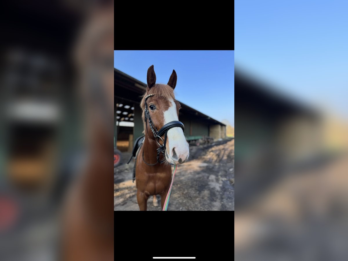Holstein Mare 4 years 16,1 hh Chestnut-Red in Heidgraben