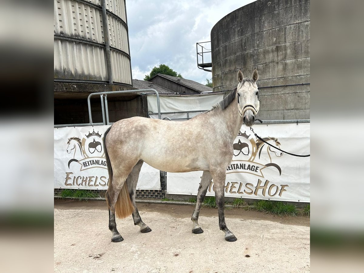 Holstein Mare 4 years 16,1 hh Gray in Brombachtal